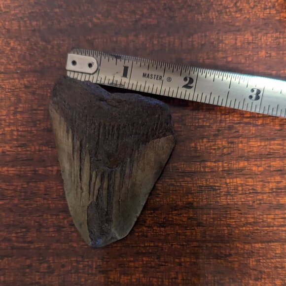 Fossilized Shark Tooth Megalodon Polished Ocean Collectible 2.5" by 2" - Picture 5 of 6